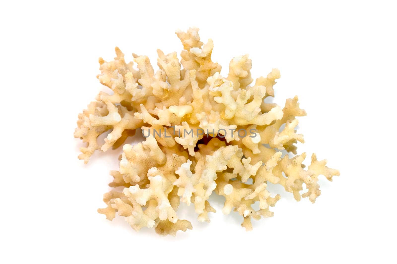 Image of dead white coral cubes on a white background. Undersea Animals. by yod67