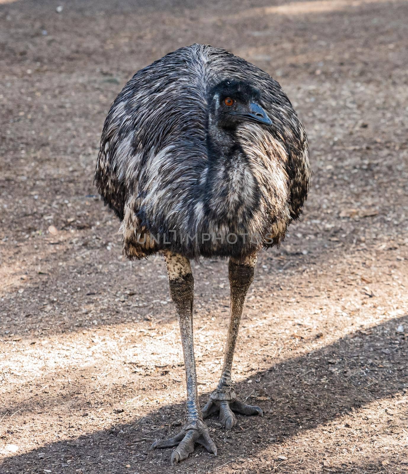 The emu is the second-tallest living bird by Yagyaparajuli