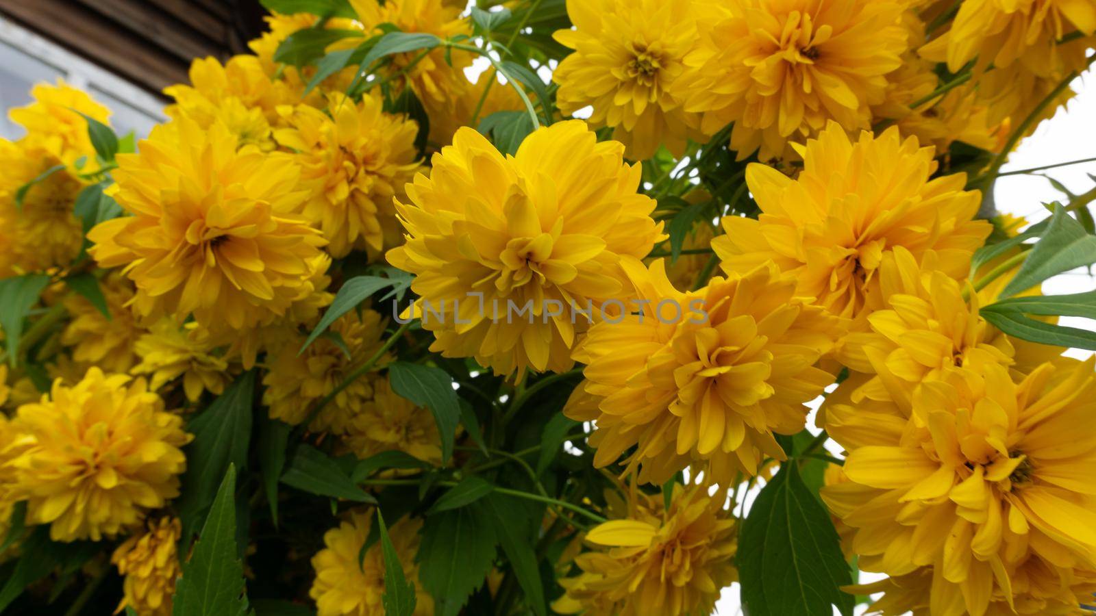 Large yellow flowers of Rudbeckia laciniata in front of a rustic house. Large yellow inflorescences. by Asnia