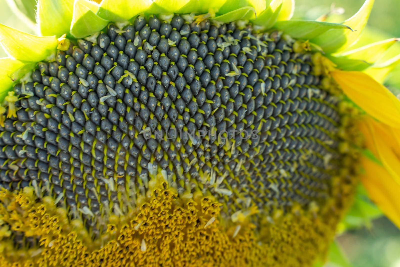Ripe sunflower with black seeds close-up on the field