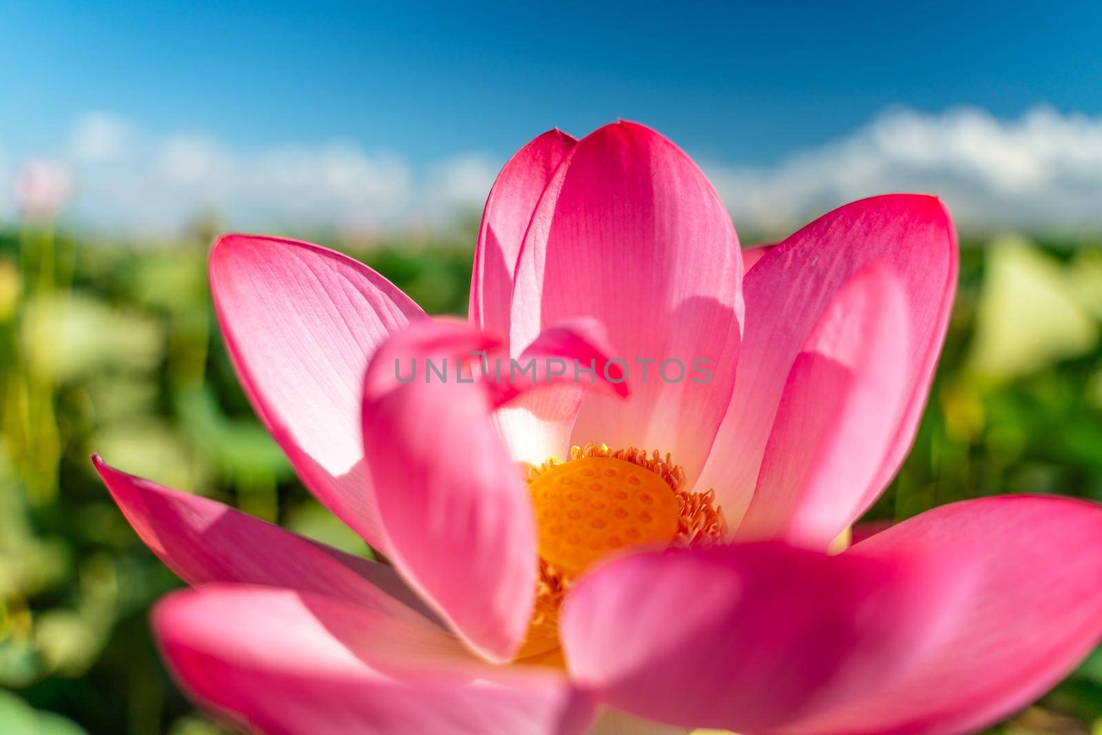 A pink lotus flower sways in the wind. Against the background of their green leaves. Lotus field on the lake in natural environment