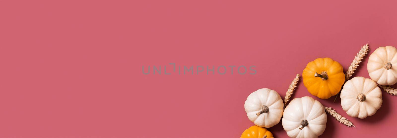 Banner with group of decorative pumpkins top view with copy space on pink background. Autumn flat lay.