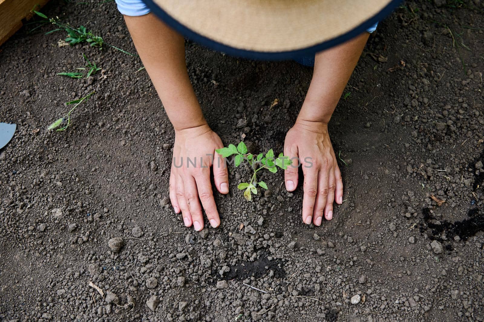 Details: hands of farmer gardener planting tomato seedling in open air in early spring. Eco friendly agriculture concept by artgf