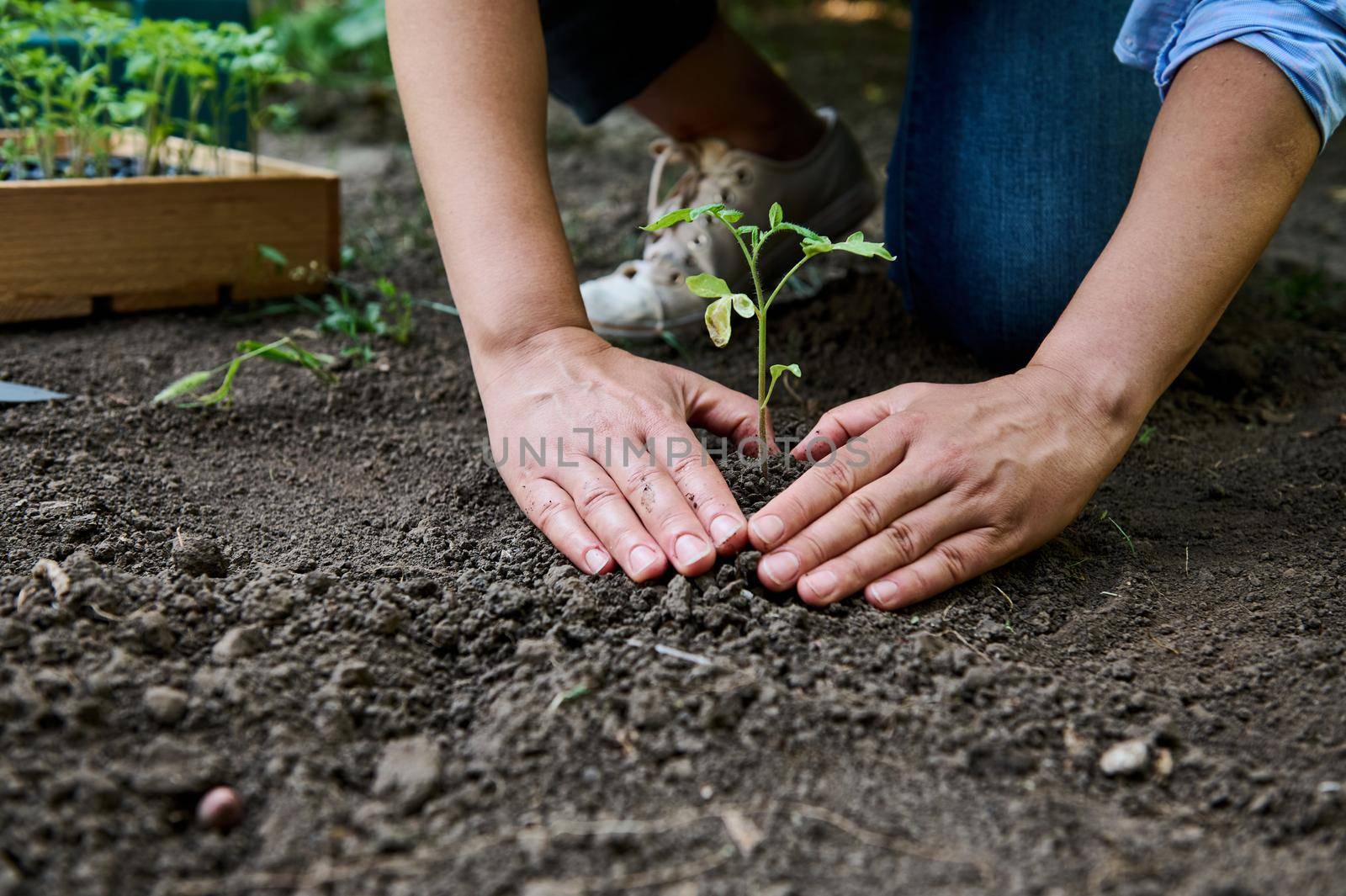 Farmer hands planting to soil tomato seedling in the vegetable garden beds and tampering earth around the plant. Organic farming and spring gardening concept. Sowing and planting vegetables outdoors