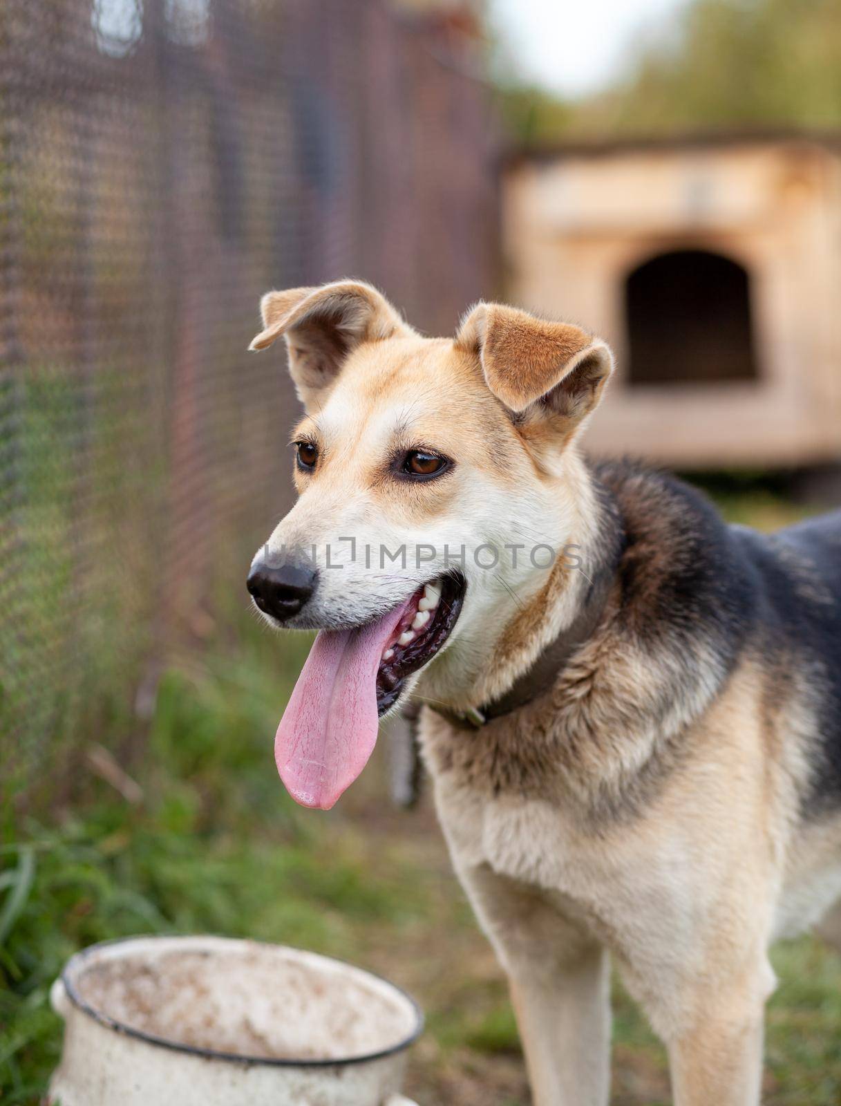 A cheerful big dog with a chain tongue sticking out. Portrait of a dog on a chain that guards the house close-up. A happy pet with its mouth open. Simple dog house in the background