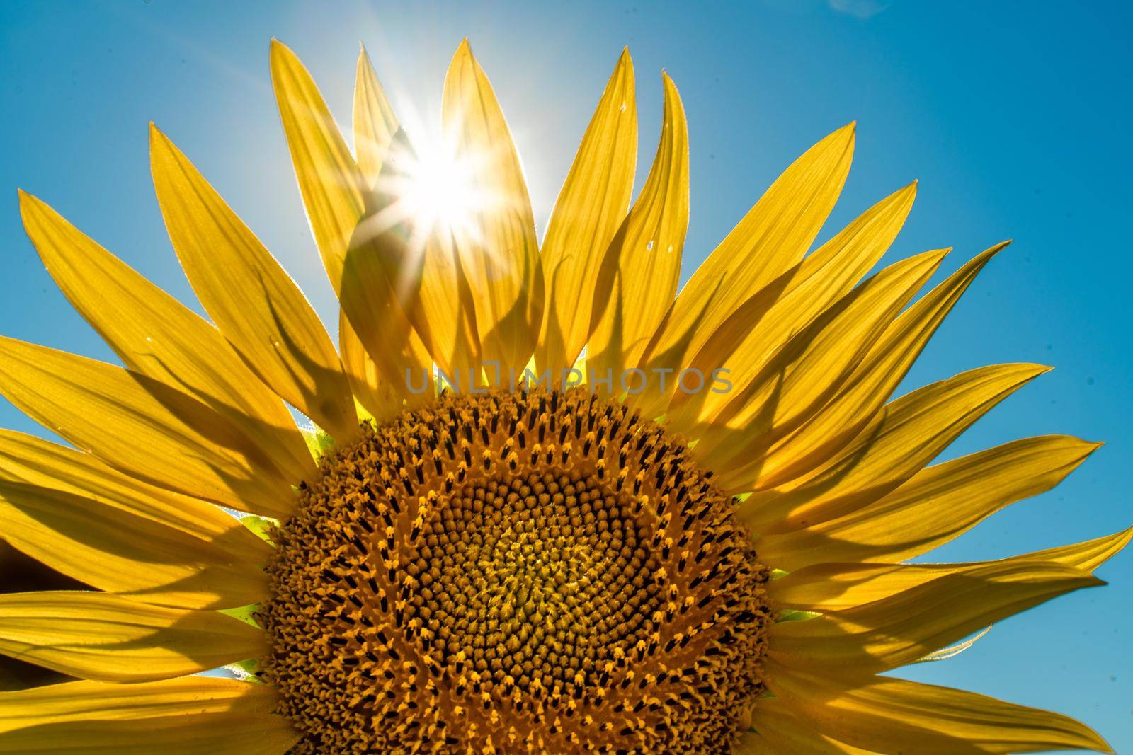 Half of a sunflower flower against a blue sky. The sun shines through the yellow petals. Agricultural cultivation of sunflower for cooking oil