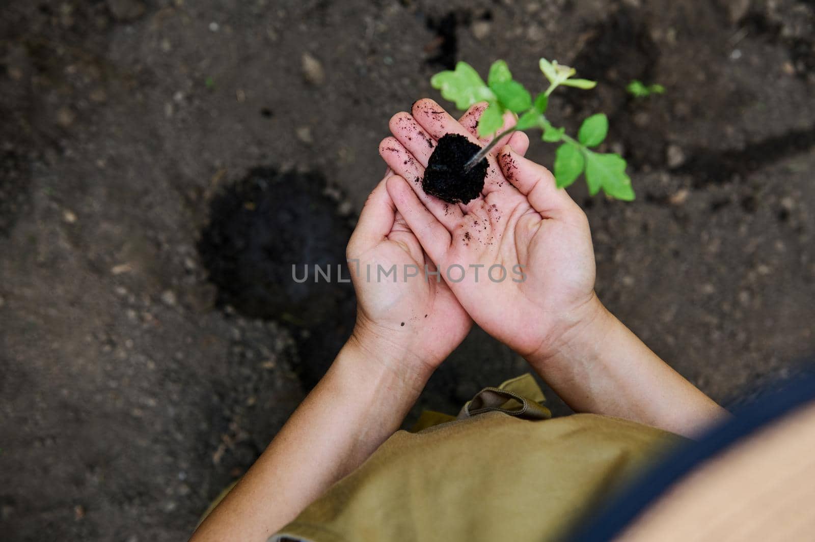 Selective focus on the hands of a farmer holding sprouted tomato seedlings with roots in black earth. Eco farm concept. Organic farming business. Agriculture. Horticulture. Start of planting season