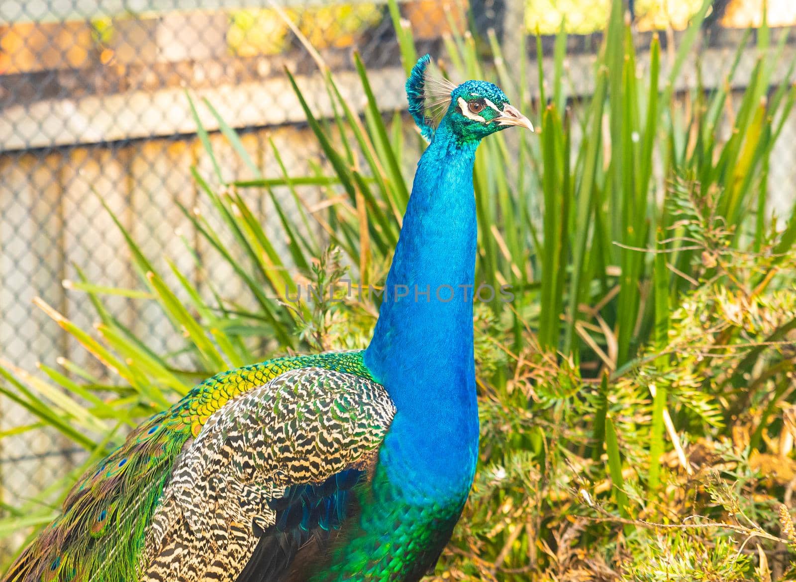 Peacock on the garden by Yagyaparajuli