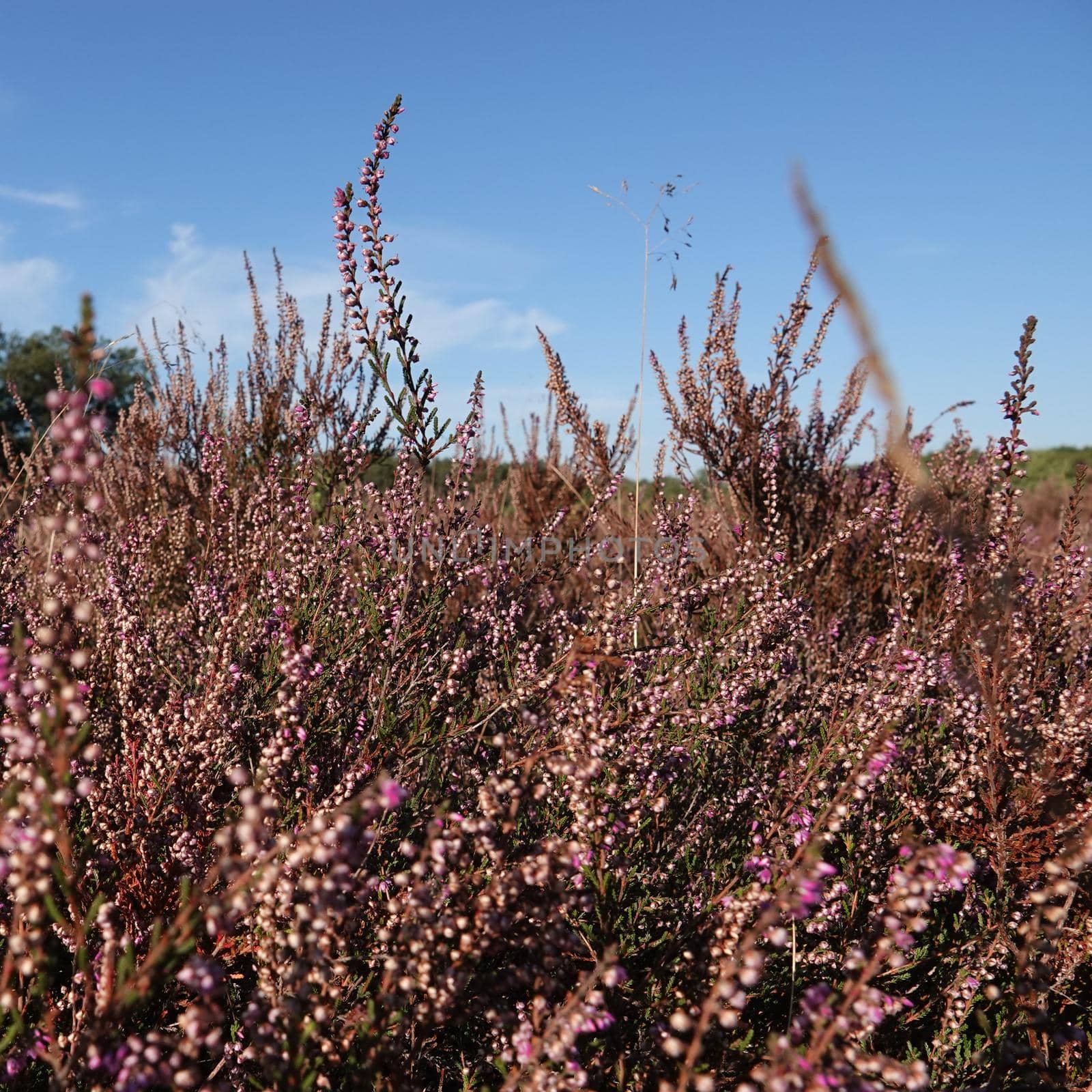 A beautiful pink blooming heather environment. It's dry this summer, so the heath is brownish-pink colored.