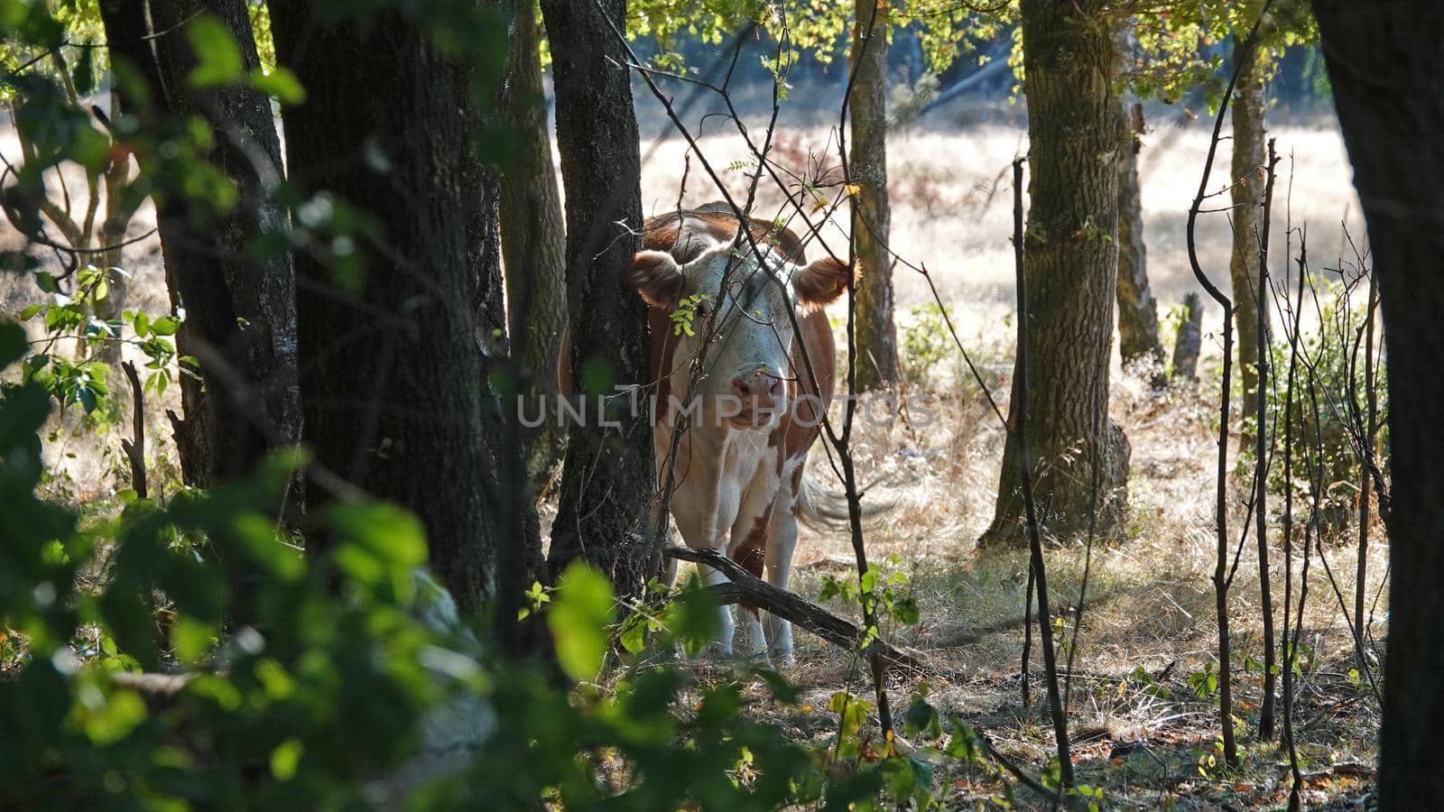 Red and white spotted cow is scratching it's back on the bark of a tree. Location: Springendal, the Netherlands