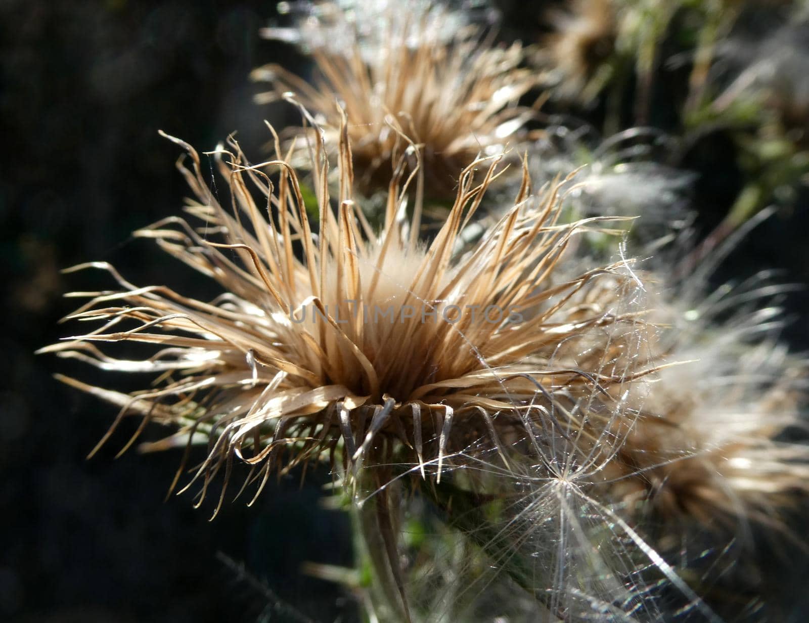 Close-up of the seed head of a common thistle against a dark background