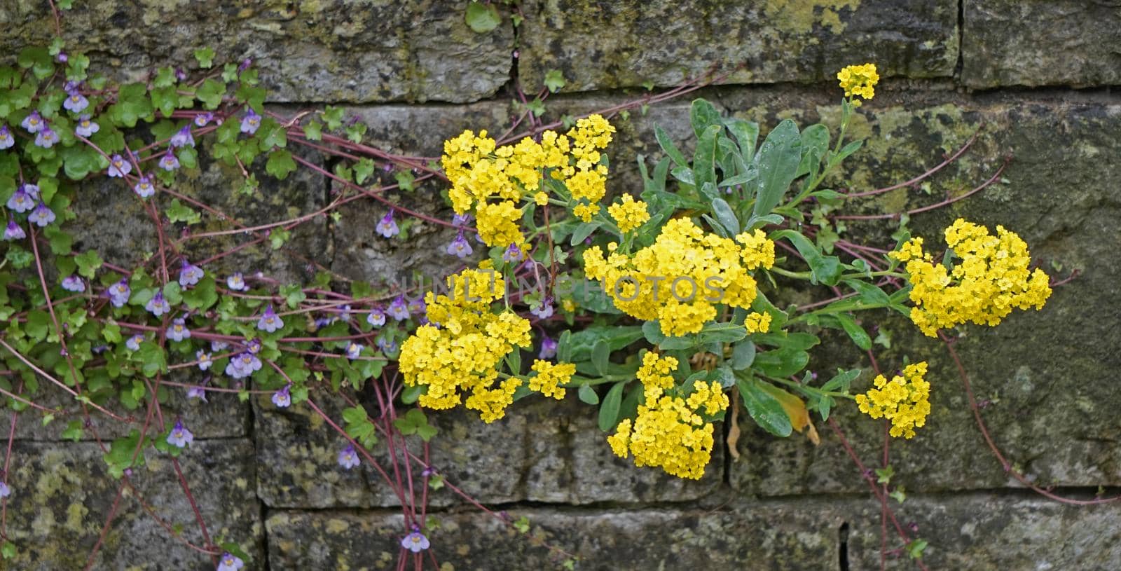 Cymbalaria muralis or ivy-leaved toadflax combined with Aurinia saxatilis or  basket of gold grow in the joints of a wall