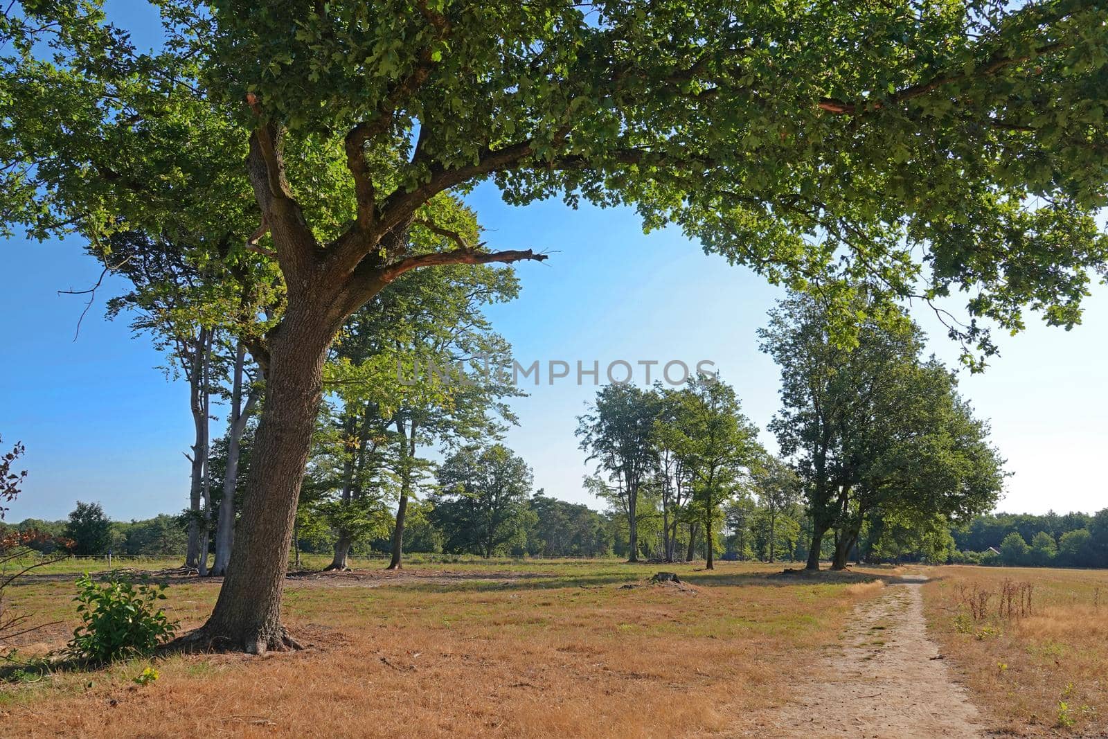 Hiking trail through dry grassland. An oak tree hangs a branch as a canopy over the path