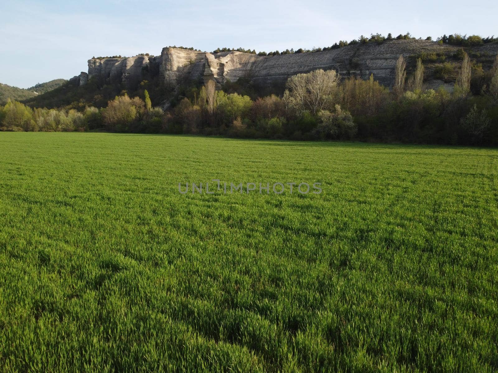 Green wheat field in countryside, close up. Field of wheat blowing in the wind at sunny spring day. Young and green Spikelets. Ears of barley crop in nature. Agronomy, industry and food production