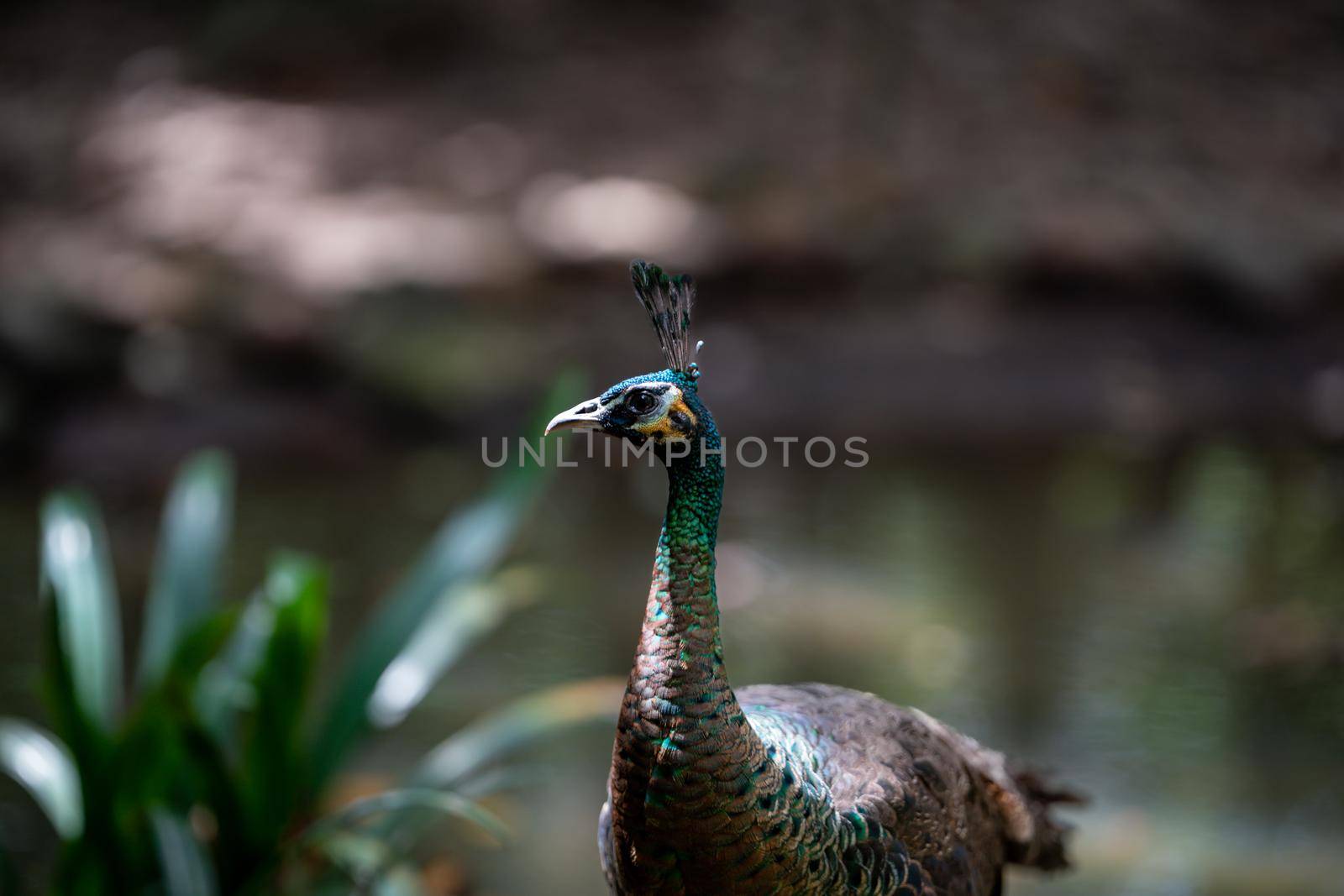 Peacock in zoo, green peacock head.