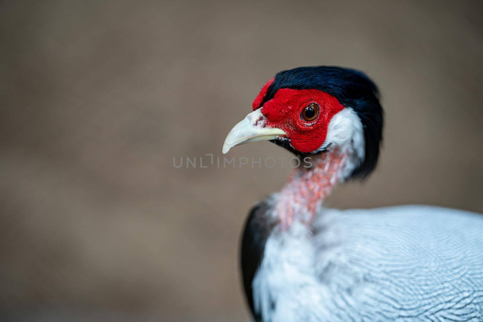 Closeup Silver pheasant, tropical bird specie from Asia.