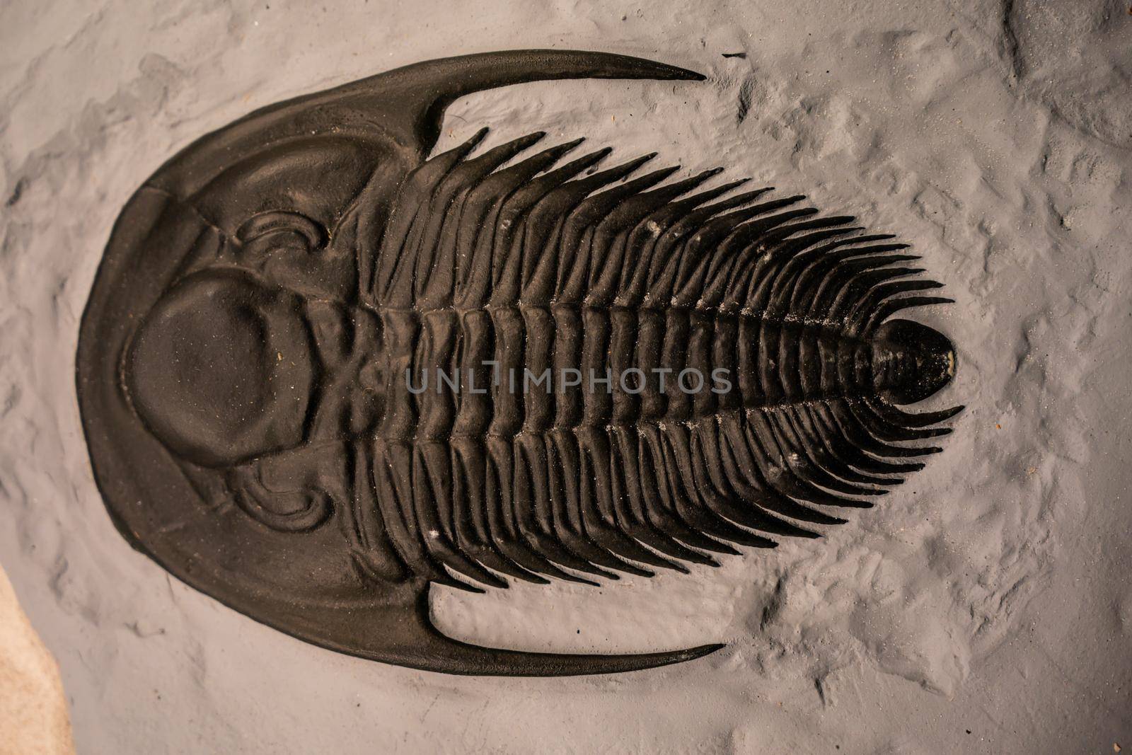 Fossils trilobit Arctinurus boltoni from Silurian period: 400 millions years by sirawit99