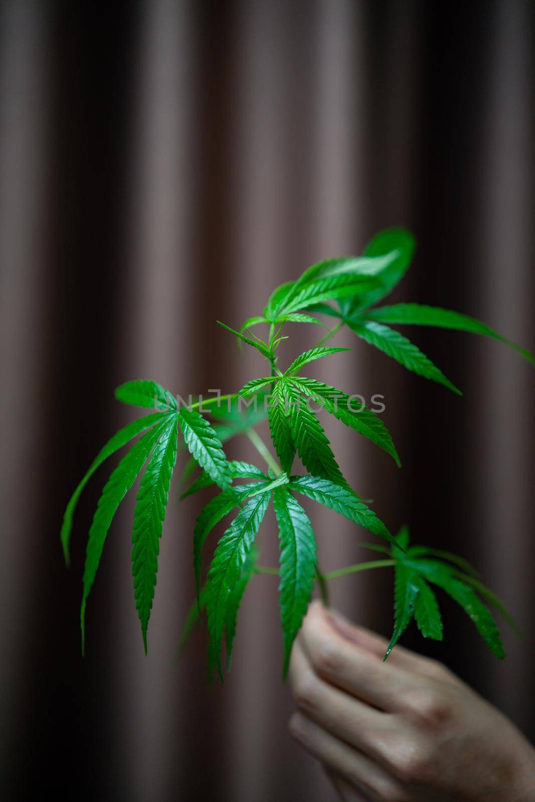 Holding cannabis leaf in hand. by sirawit99
