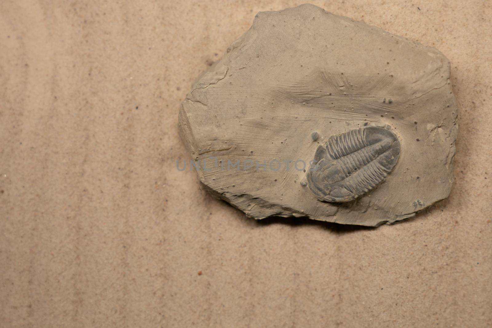 Asaphiscus Wheeleri is a genus of trilobite that lived in the Cambrian. Its remains have been found in Australia and North America, especially in Utah. by sirawit99