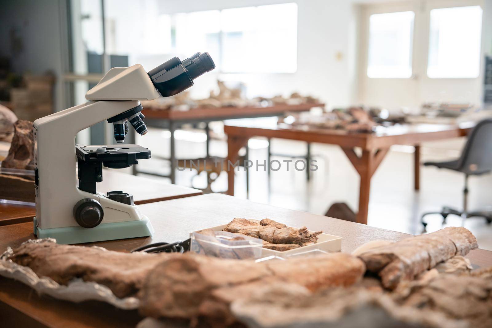 Archeologists tools cleaning Dinosaur Skeleton, Discover Fossil Remains of New Species.