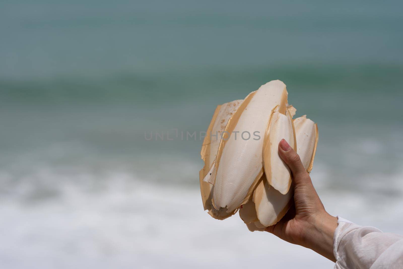 Hand holding cuttlefish bone wedged in the sand on the beach. by sirawit99