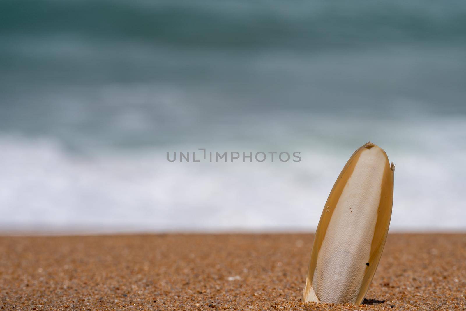 Cuttlefish bone wedged in the sand on the beach. by sirawit99