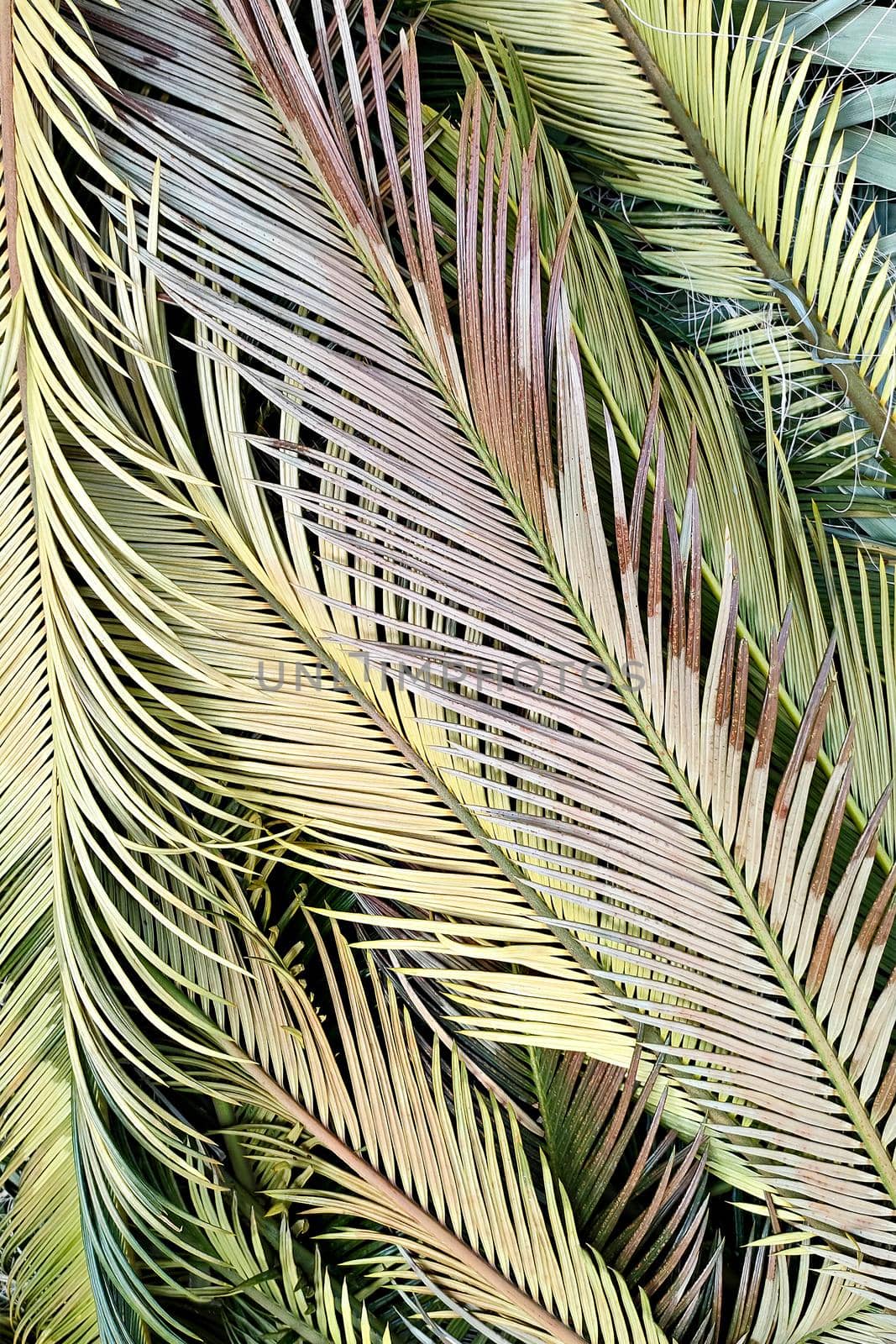 Multicolored tropical palm leaves, close-up, flatlay, vertical frame by Laguna781