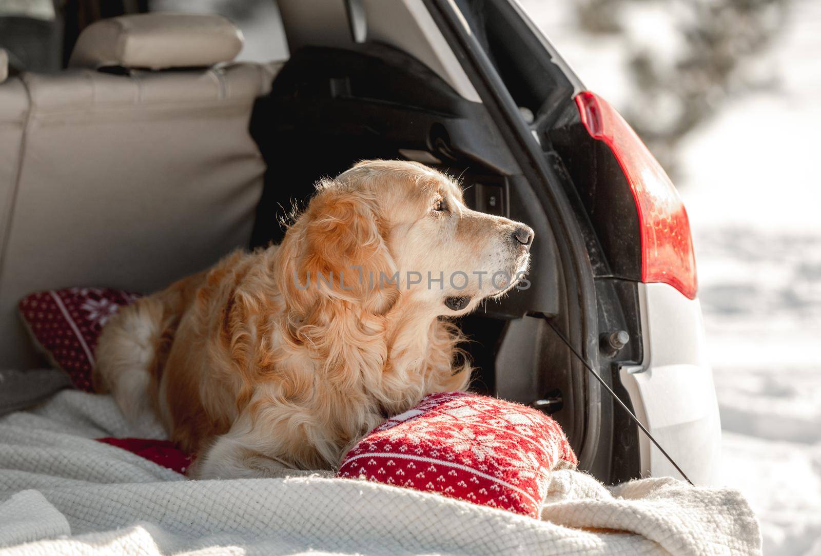 Golden retriever dog lying in car trunk in winter snow time outdoors. Purebred pet doggy in vehicle in cold weather