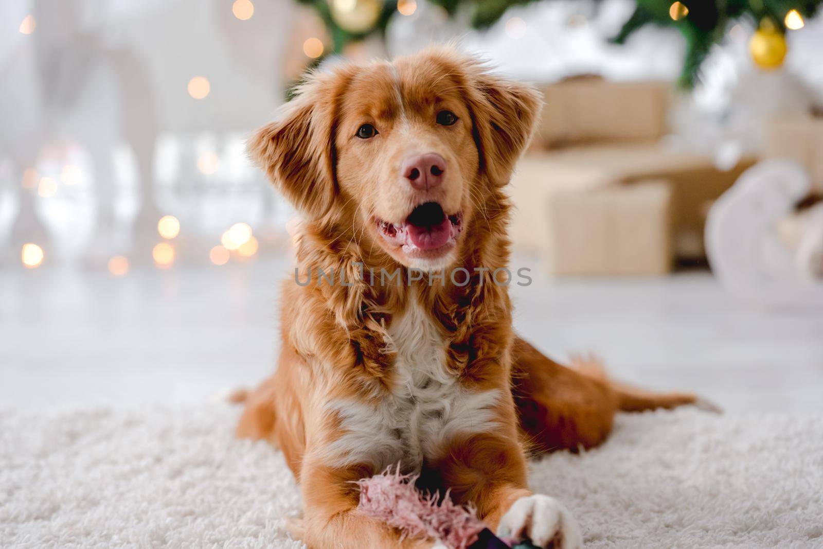 Toller retriever dog in Christmas time lying on floor with mouth open at home with New Year festive decoration, lights and tree. Doggy pet and Xmas atmosphere