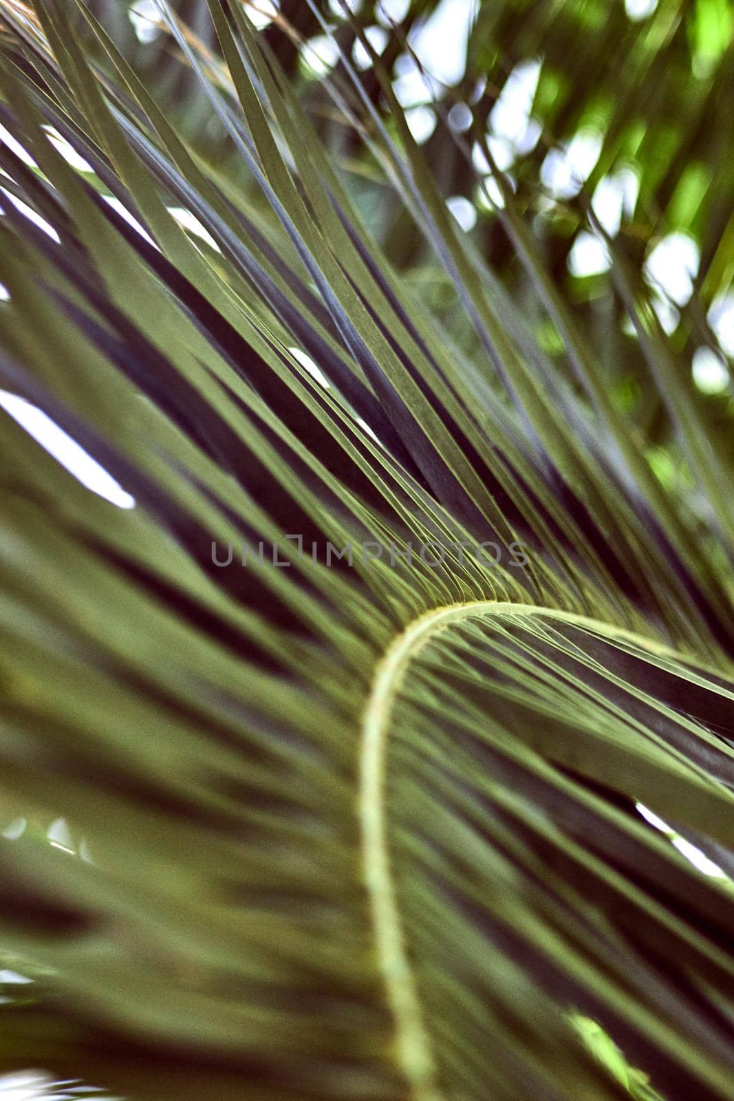 Close up of palm leaves. Abstract striped natural green background. Nature