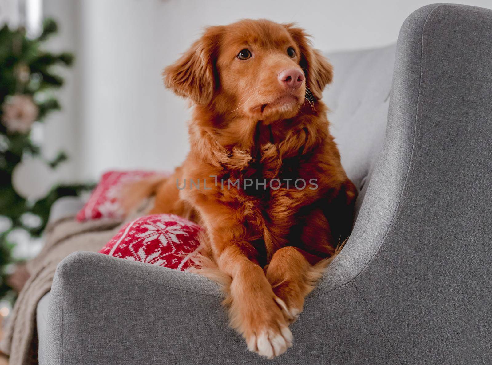 Toller retriever dog in Christmas time lying on sofa at home with New Year festive decoration, lights and tree. Doggy pet and Xmas atmosphere