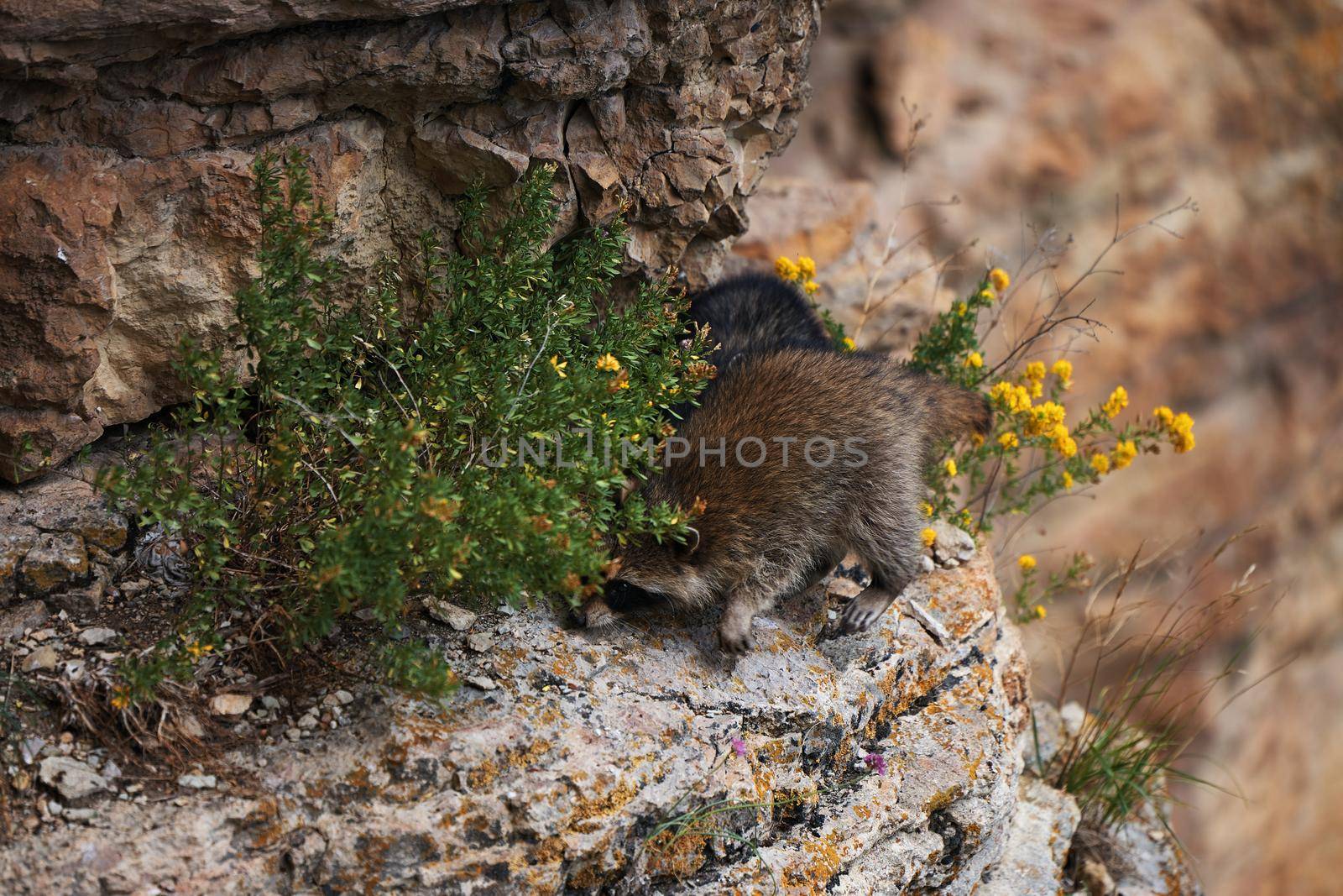 Wild Raccoon. Procyon lotor. Funny young raccoons live and play on a rock. Wildlife America by EvgeniyQW
