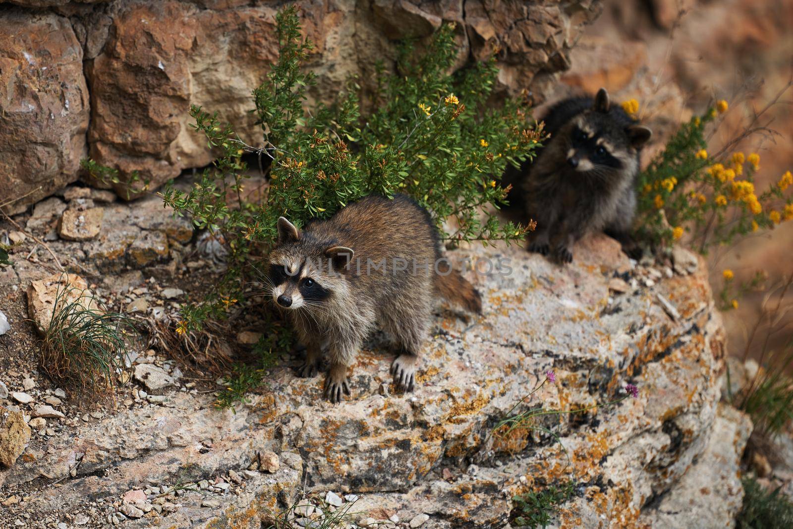 Wild Raccoon. Procyon lotor. Funny young raccoons live and play on a rock. Wildlife America.