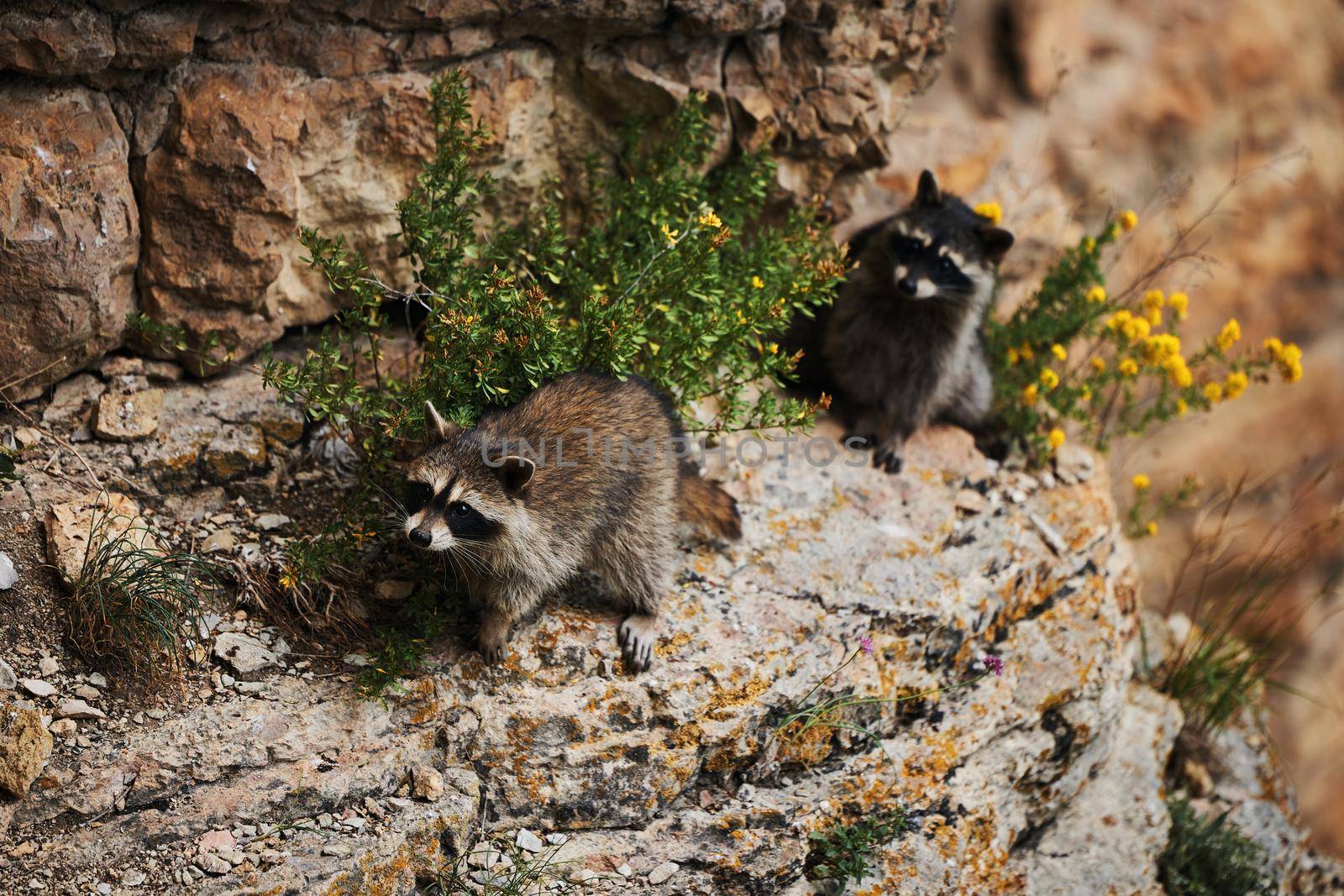 Wild Raccoon. Procyon lotor. Funny young raccoons live and play on a rock. Wildlife America.