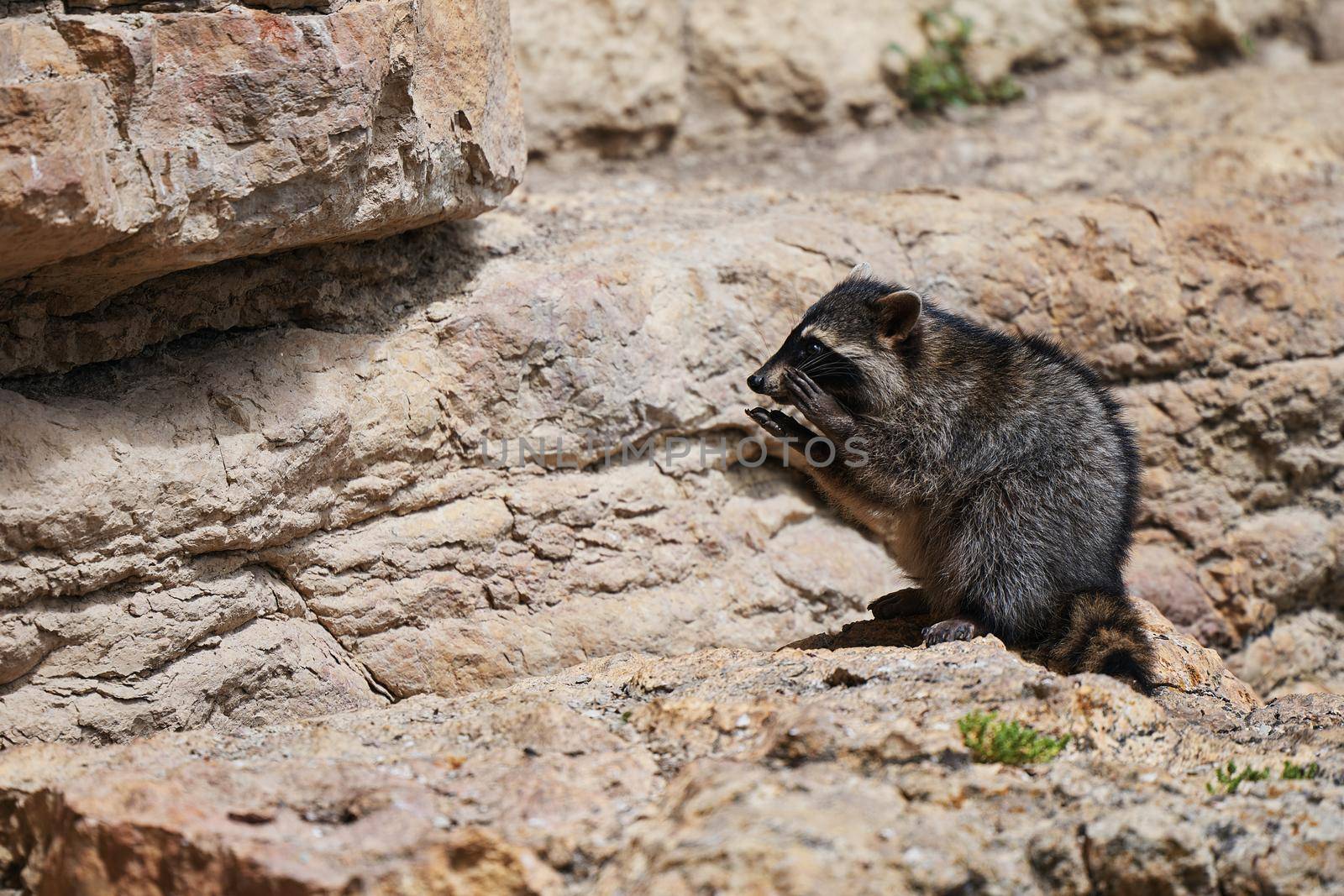 Wild Raccoon. Procyon lotor. Funny young raccoon live and play on a rock. Wildlife America.