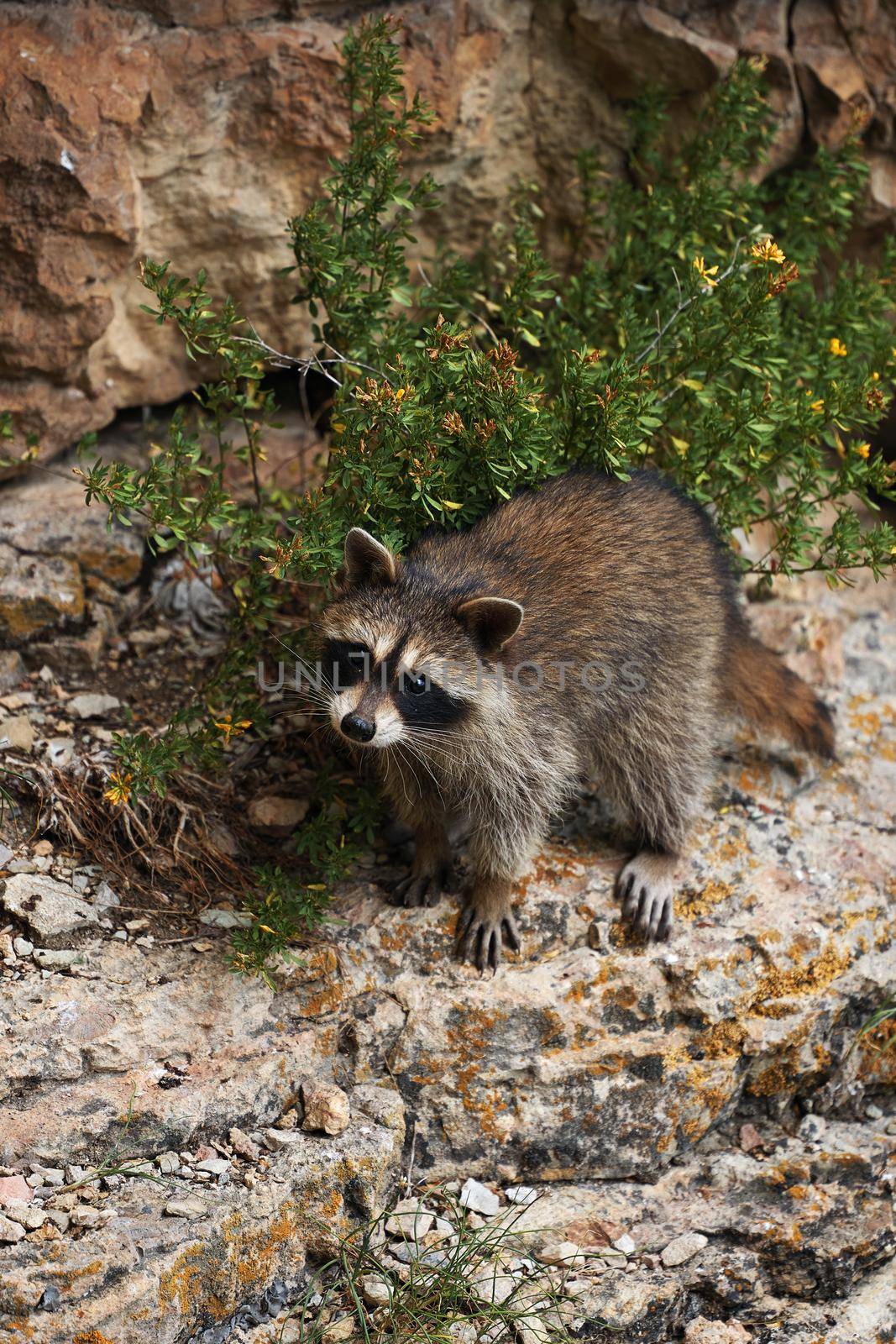 Wild Raccoon. Procyon lotor. Funny young raccoon live and play on a rock. Wildlife America.