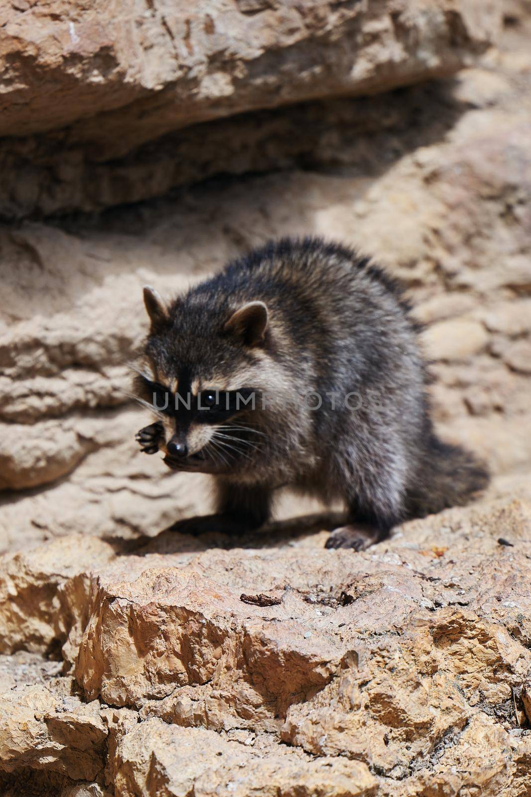 Wild Raccoon. Procyon lotor. Funny young raccoons live and play on a rock. Wildlife America by EvgeniyQW