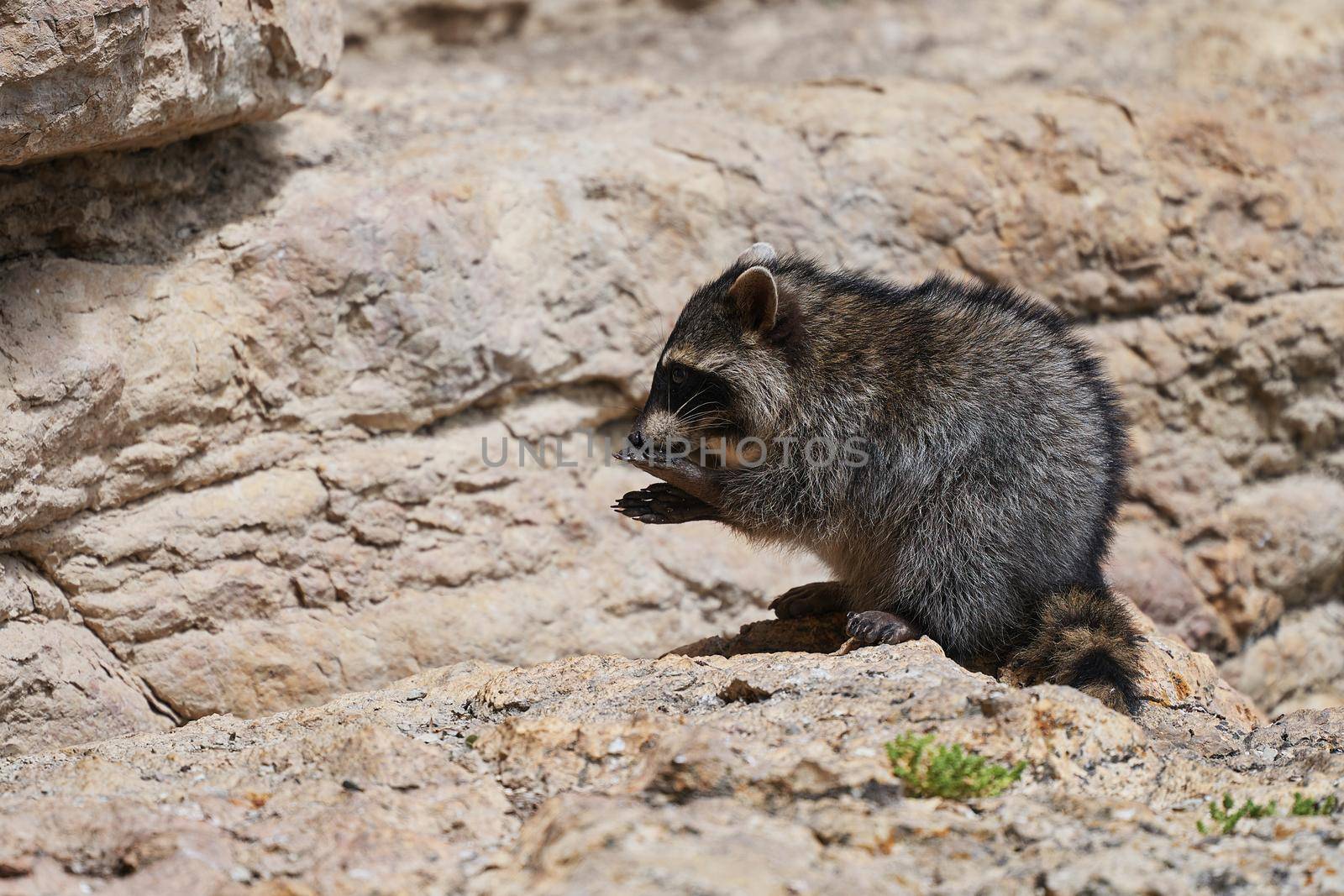 Wild Raccoon. Procyon lotor. Funny young raccoon live and play on a rock. Wildlife America.