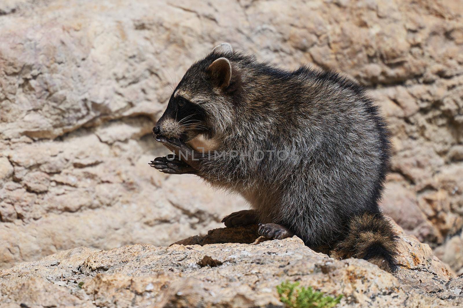 Wild Raccoon. Procyon lotor. Funny young raccoons live and play on a rock. Wildlife America.