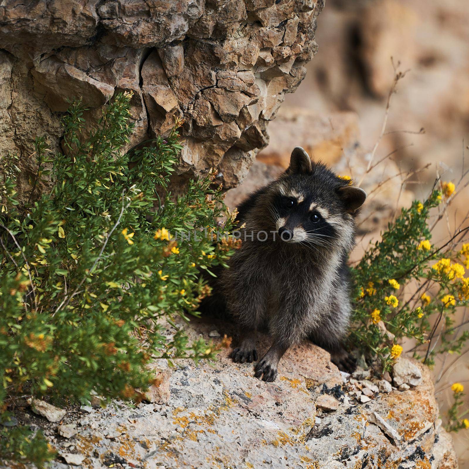 Wild Raccoon. Procyon lotor. Funny young raccoon live and play on a rock. Wildlife America by EvgeniyQW
