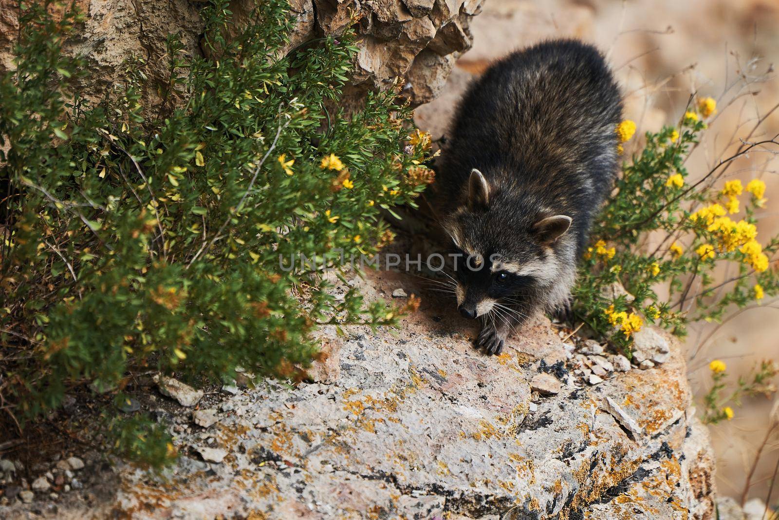 Wild Raccoon. Procyon lotor. Funny young raccoon live and play on a rock. Wildlife America.