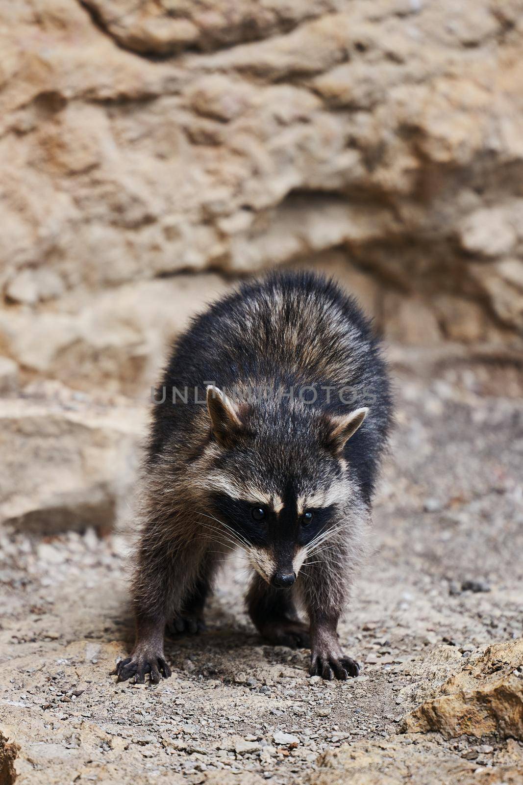 Wild Raccoon. Procyon lotor. Funny young raccoons live and play on a rock. Wildlife America.