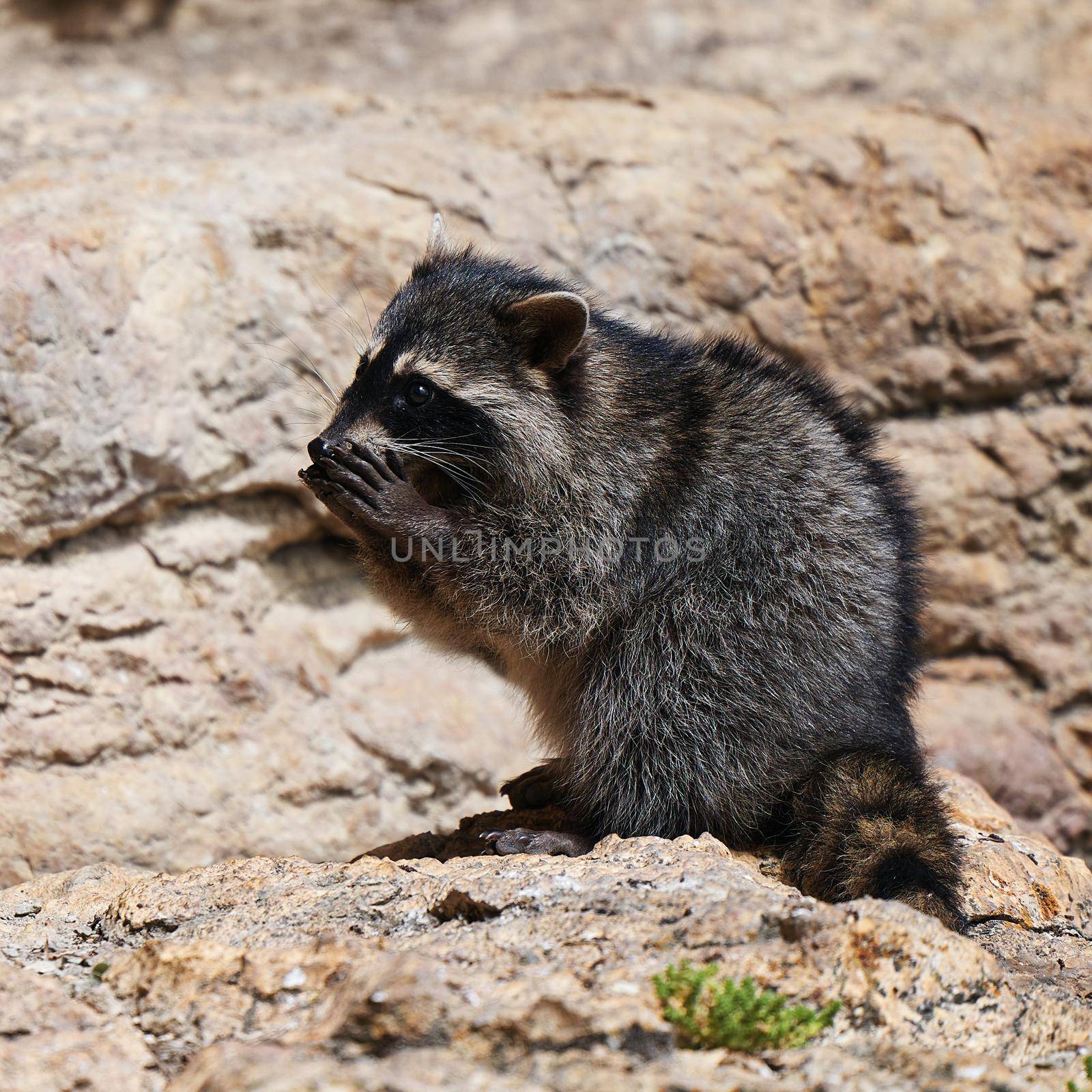Wild Raccoon. Procyon lotor. Funny young raccoon live and play on a rock. Wildlife America by EvgeniyQW