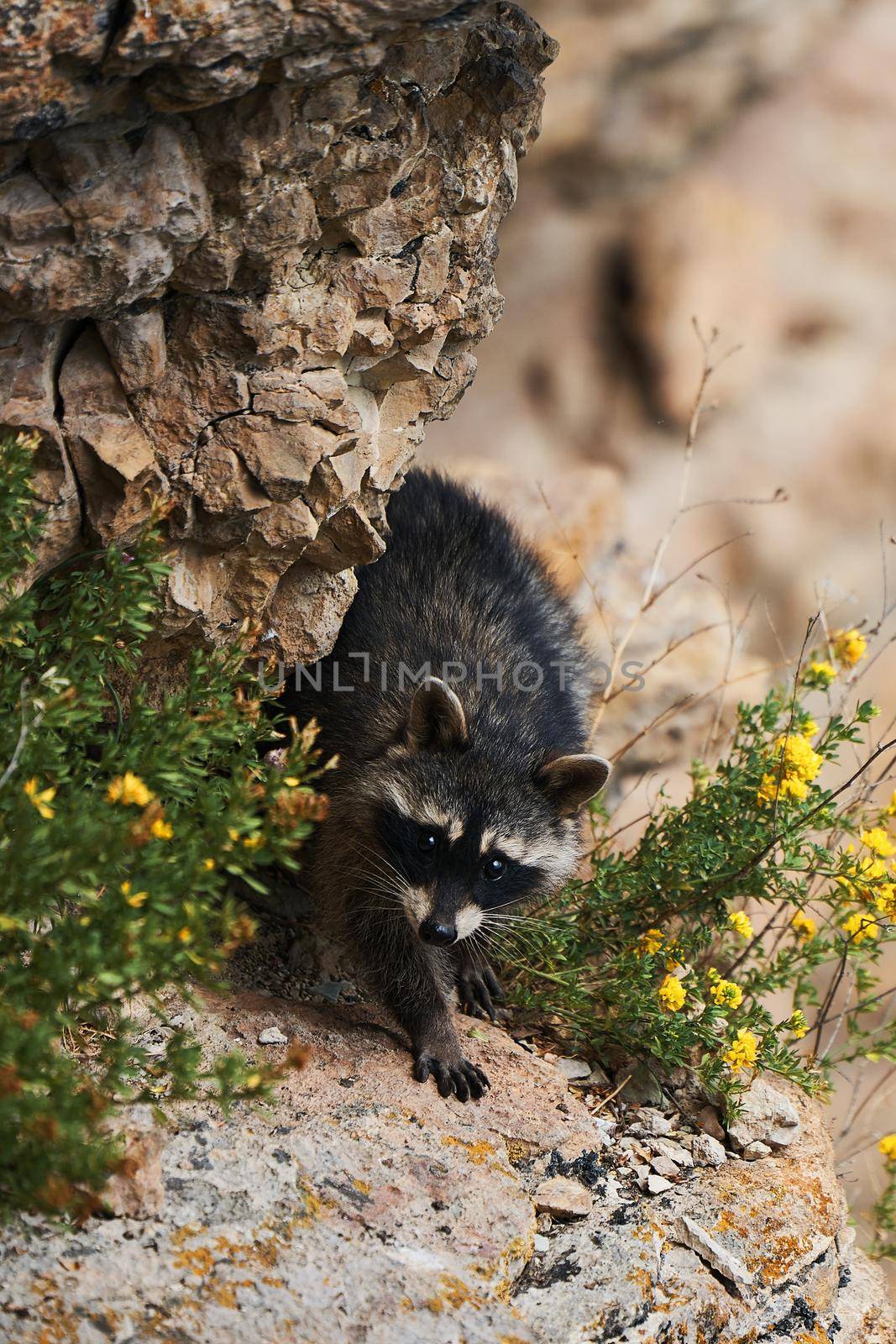 Wild Raccoon. Procyon lotor. Funny young raccoons live and play on a rock. Wildlife America.