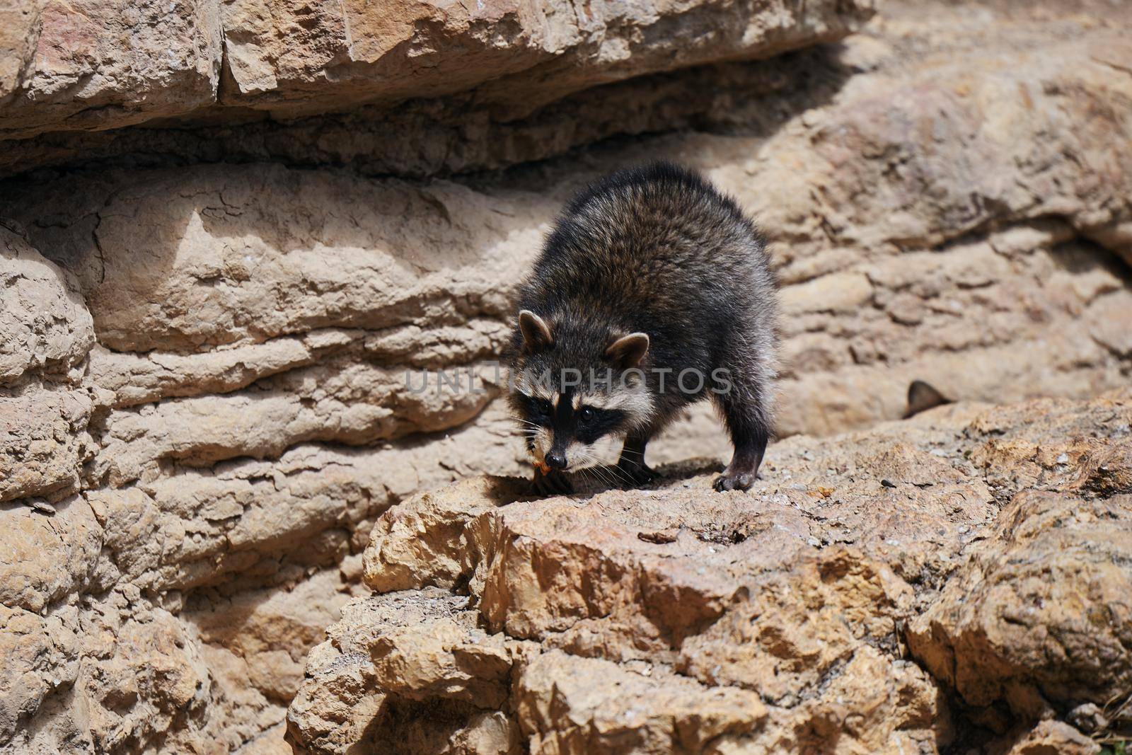 Wild Raccoon. Procyon lotor. Funny young raccoon live and play on a rock. Wildlife America.