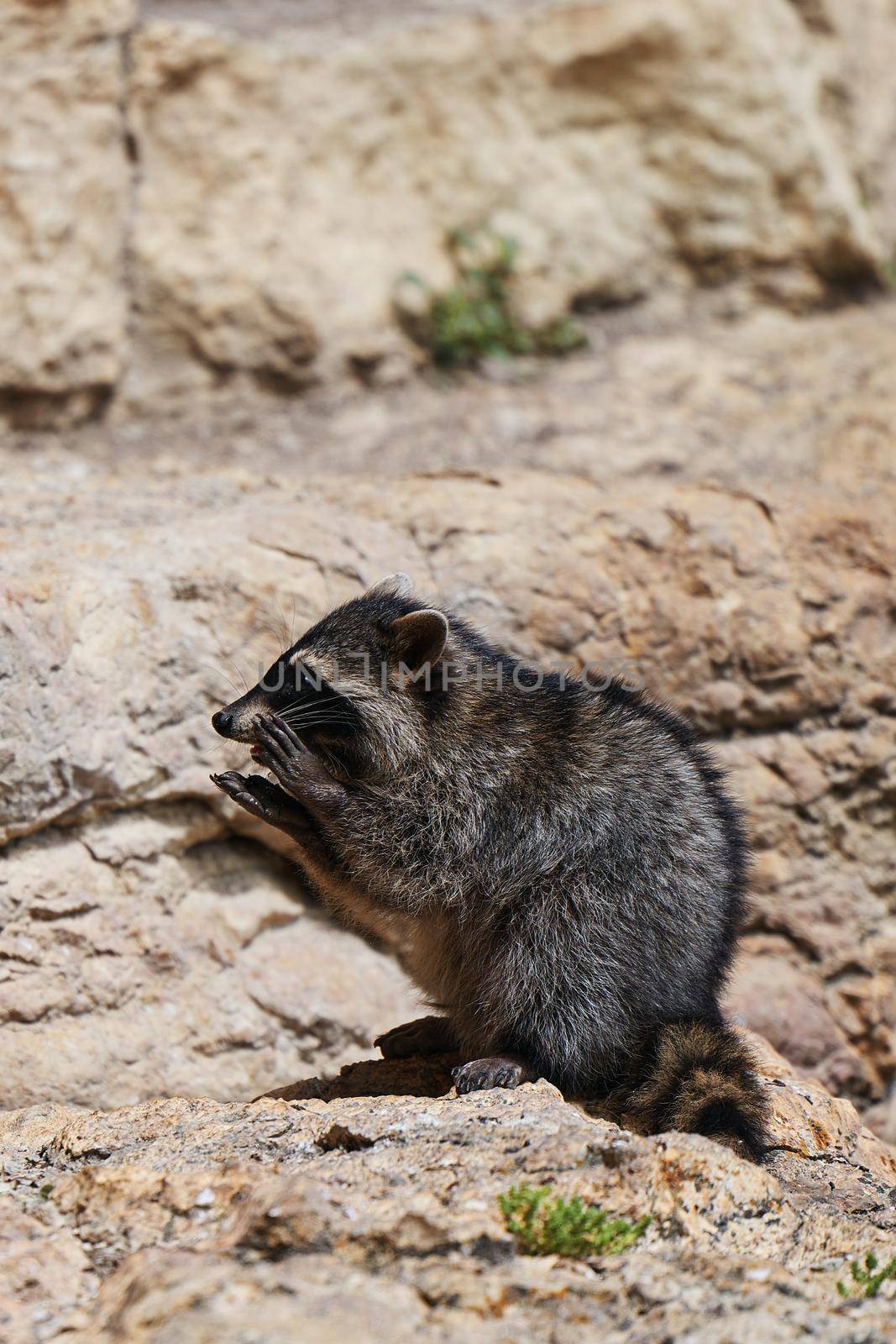 Wild Raccoon. Procyon lotor. Funny young raccoons live and play on a rock. Wildlife America.