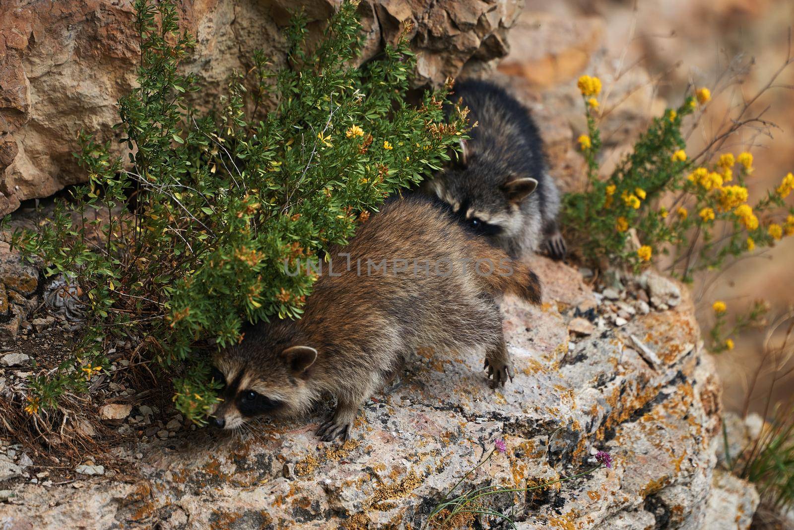 Wild Raccoon. Procyon lotor. Funny young raccoons live and play on a rock. Wildlife America by EvgeniyQW