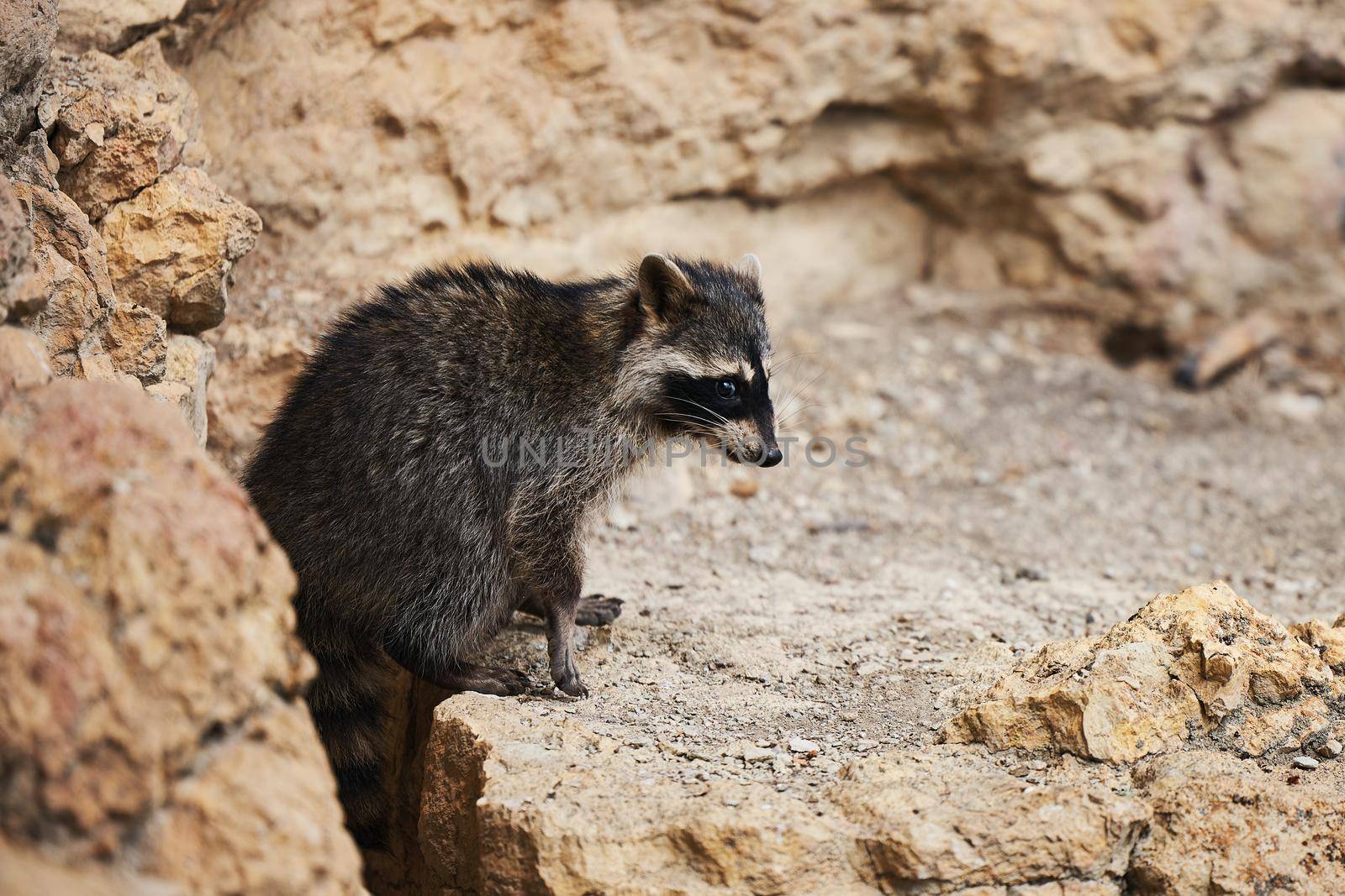 Wild Raccoon. Procyon lotor. Funny young raccoon live and play on a rock. Wildlife America.