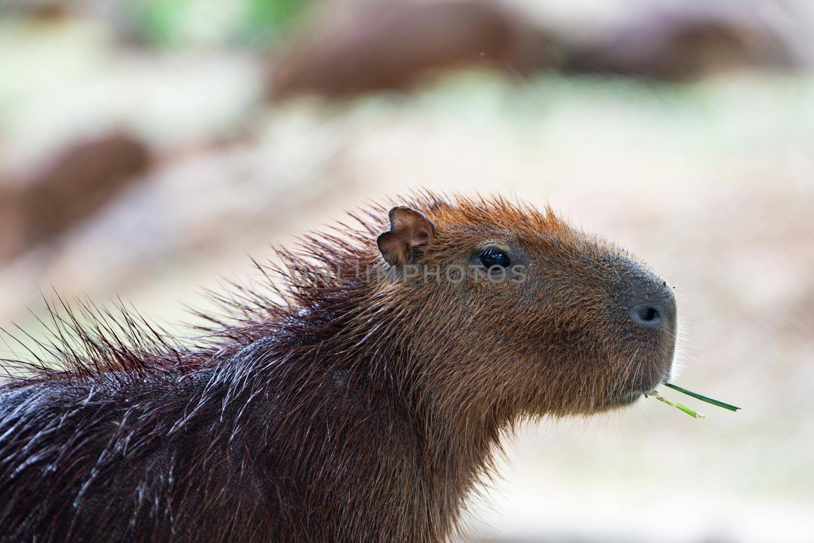 Cute capybara in the farm are eating grass. by sirawit99