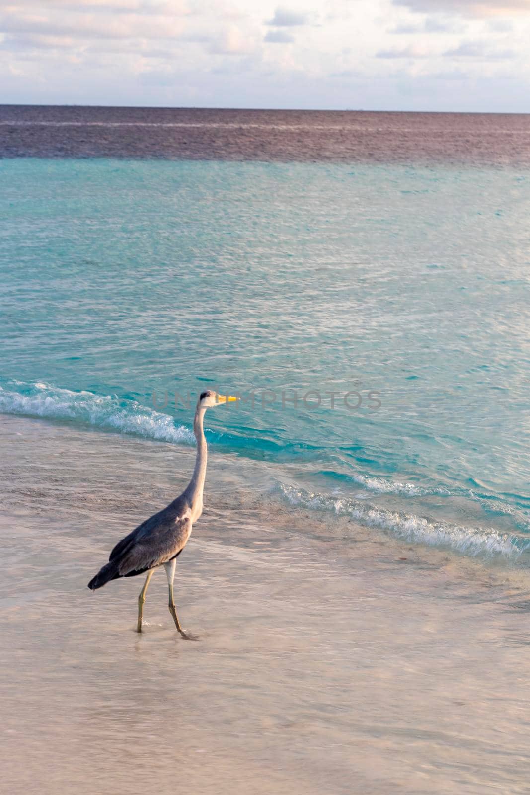 Close up shot of a heron on the beach